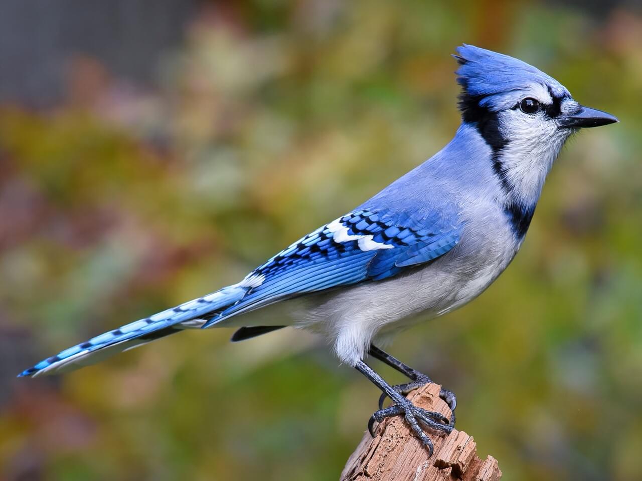 Blue Jay Photo